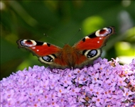 Schmetterling u. co29